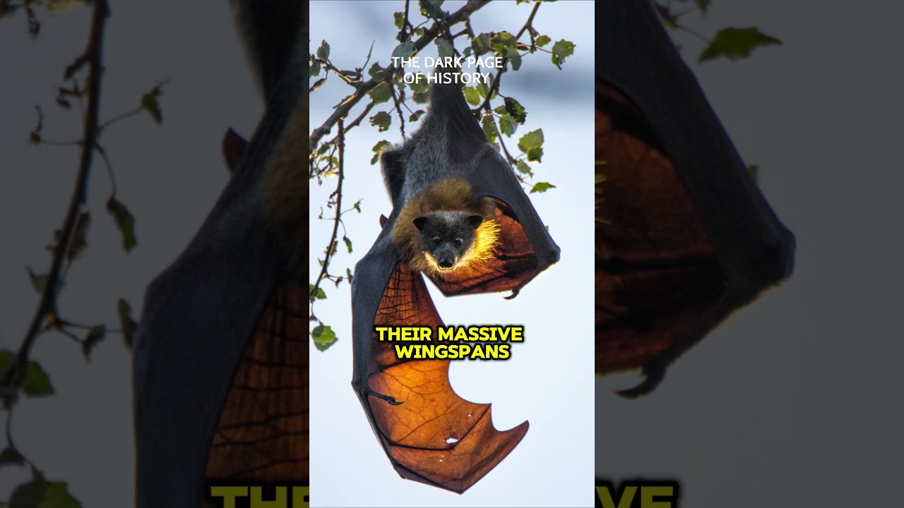 Bat or Fox? Uncovering the Flying Fox Mystery