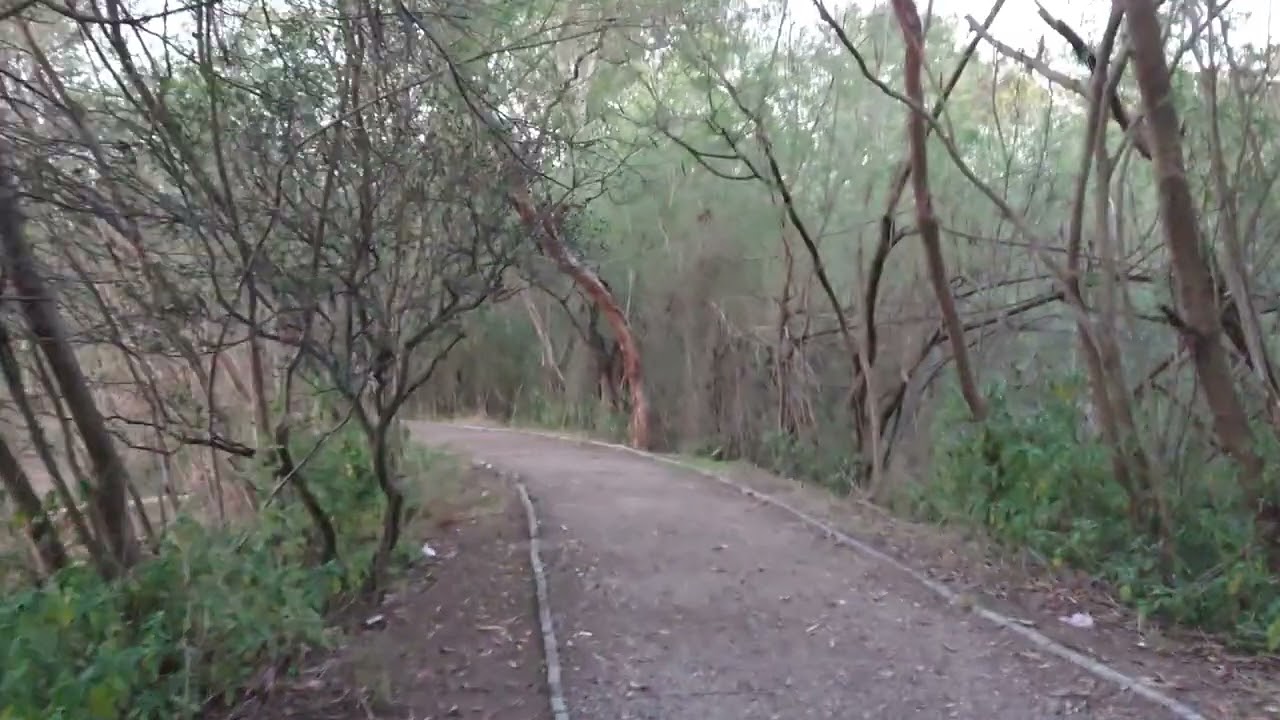 Jungle Walk | Pabbi Forest Kharian