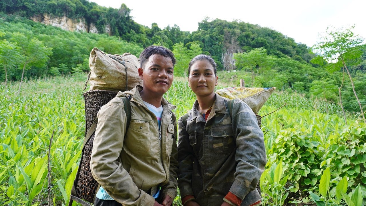 Lên nương làm cỏ, đào củ nghệ gặp bầy khỉ hái trộm bắp
