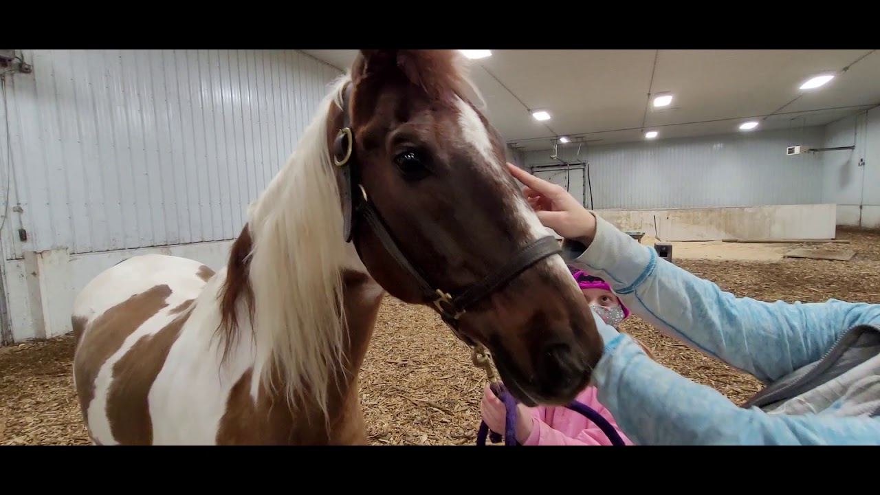 4-H Horse Bowl Practice: Breeds, Colors and Markings