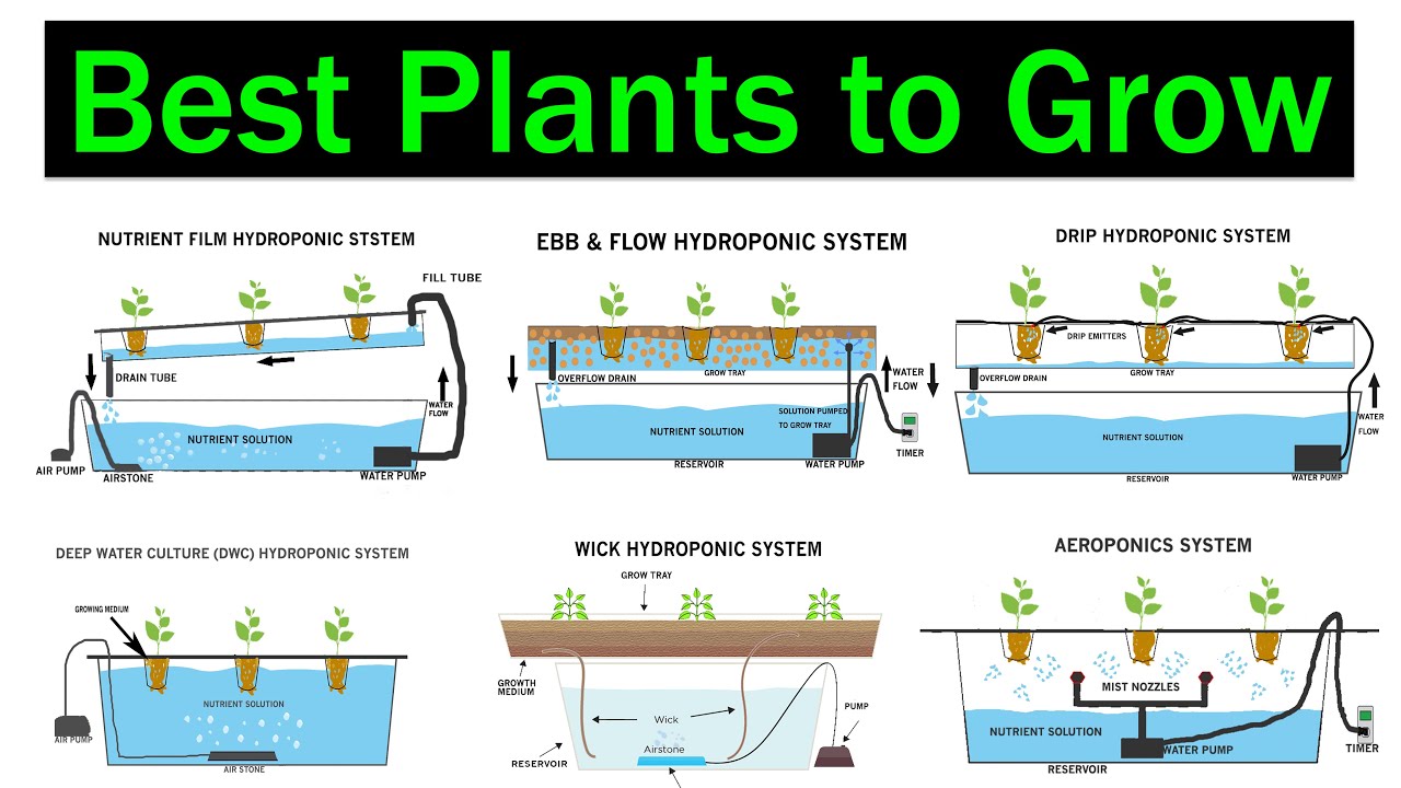 Which Hydroponic System is Better for Plants | Crops | Best Plants to Grow | Types of Hydroponics