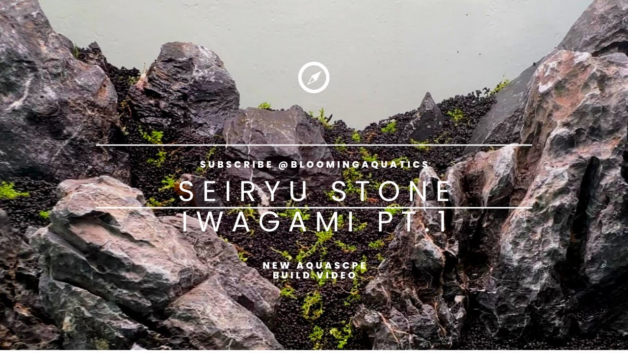 Iwagami Aquascape with Seiryu-type Stone: Serenity Captured