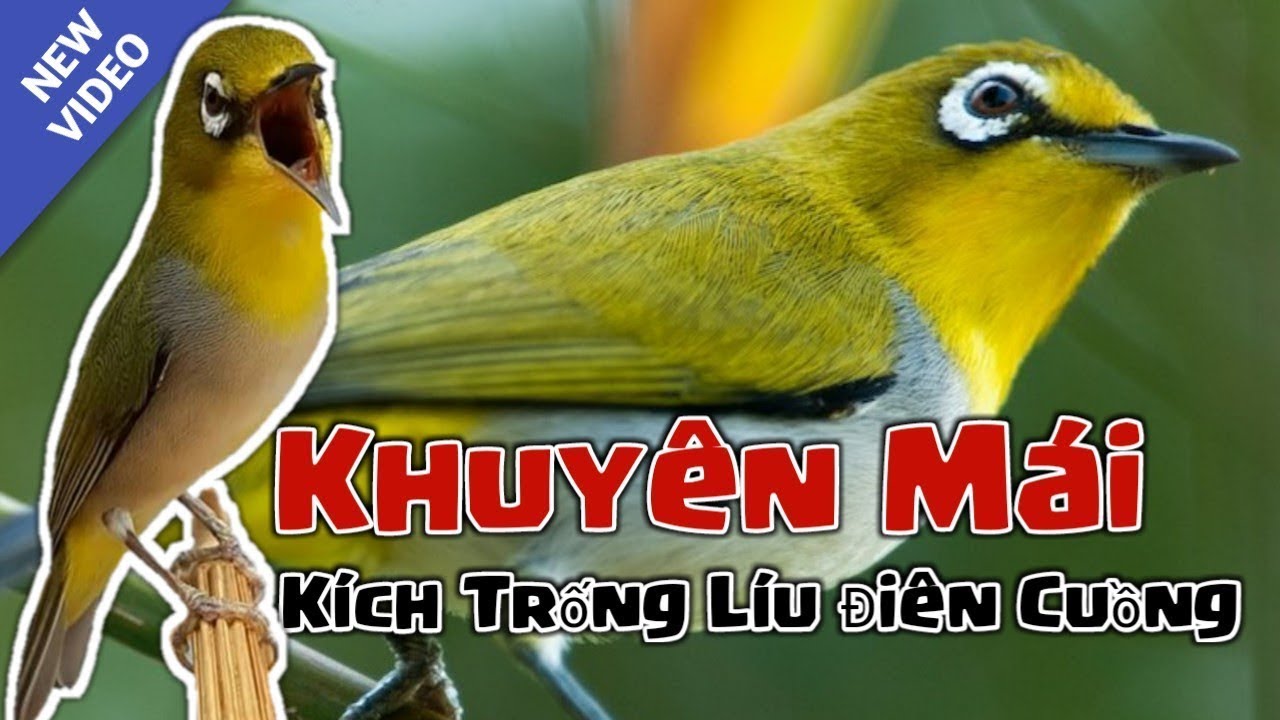 Khuyên Mái Kích Trống Líu Điên Cuồng