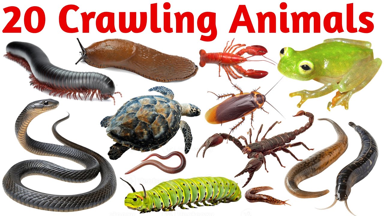20 Crawling Animals Names for Kids | Learn Crawling Creatures with Pictures & Sounds