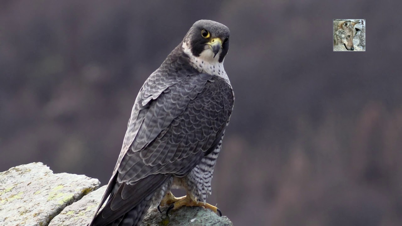Il falco pellegrino -  The Peregrine Falcon
