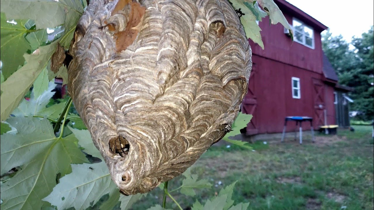 Bald Faced Hornet Nest RELOCATION| Update on Window Nest Relocation| Yellow Jackets