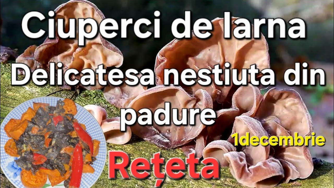 Ciuperci de Iarna -  Cel fel de ciuperci se găsesc iarna ? Reteta de ciuperci cu legume 