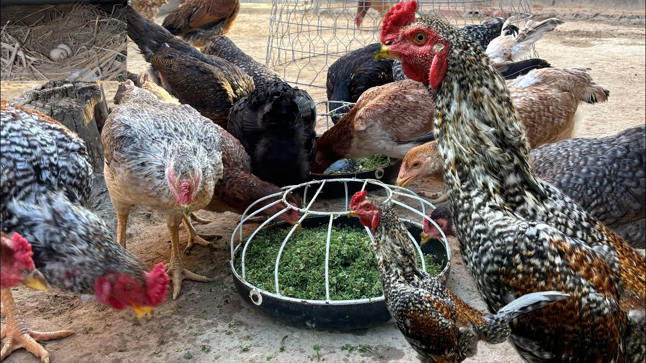 Raising Chickens for Eggs on a Low Budget | Organic Egg Collection Every Day