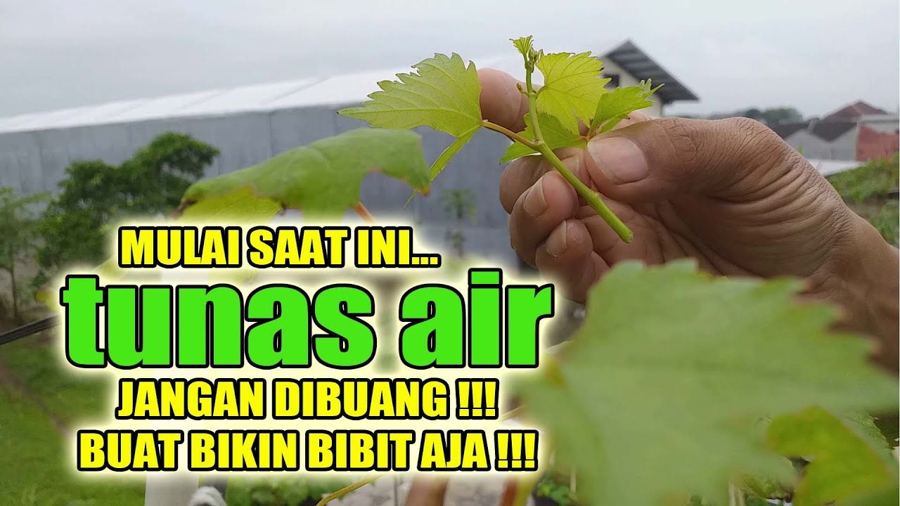 GRAFTING ANGGUR PAKE TUNAS AIR. Cara Sambung Anggur Paling Gampang Dan Risiko Kegagalan Kecil.