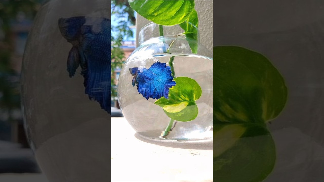 🐠 Creative Betta Tank Ideas#Betta  #Aquascape #BettaLovers #FishTankSetup#FishTankDesign #TankDecor
