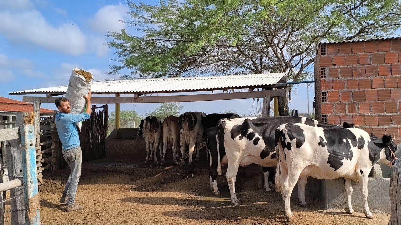 LÁZARO FAZ O VOLUMOSO DAS VACAS COM BAGAÇO DE CANA SILAGEM DE MILHO E PALMA !!!!!!