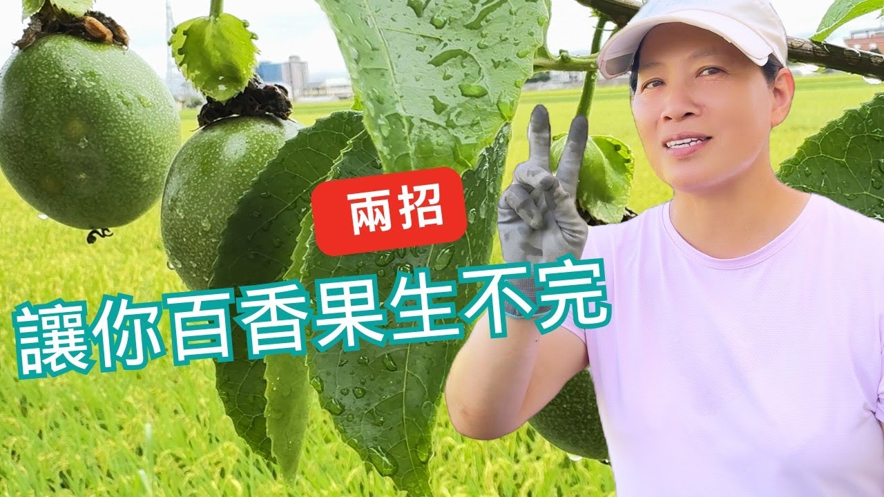 【兩招讓你百香果生不完】家庭種植必學｜免費課程 × 燕銘農產襄米社