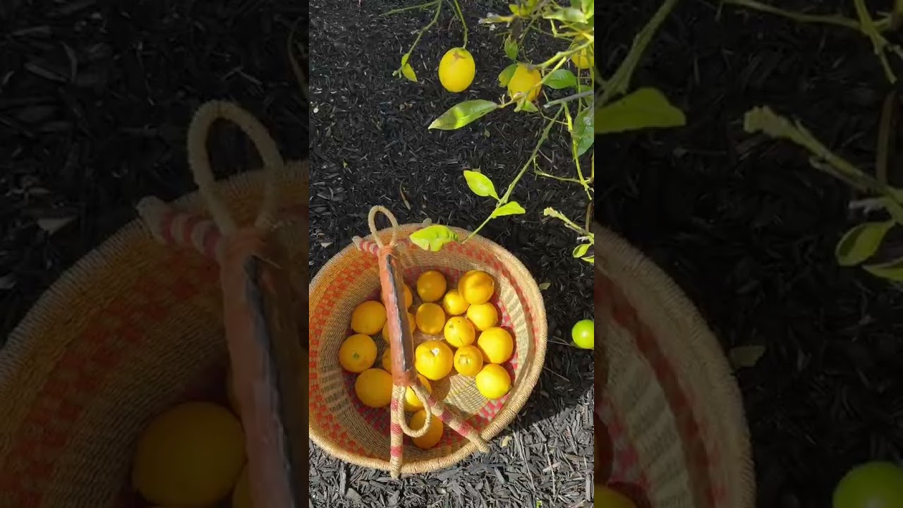 Homegrown Fruit Harvest & Seasonal Eating: Fresh Squeezed Orange Juice and More