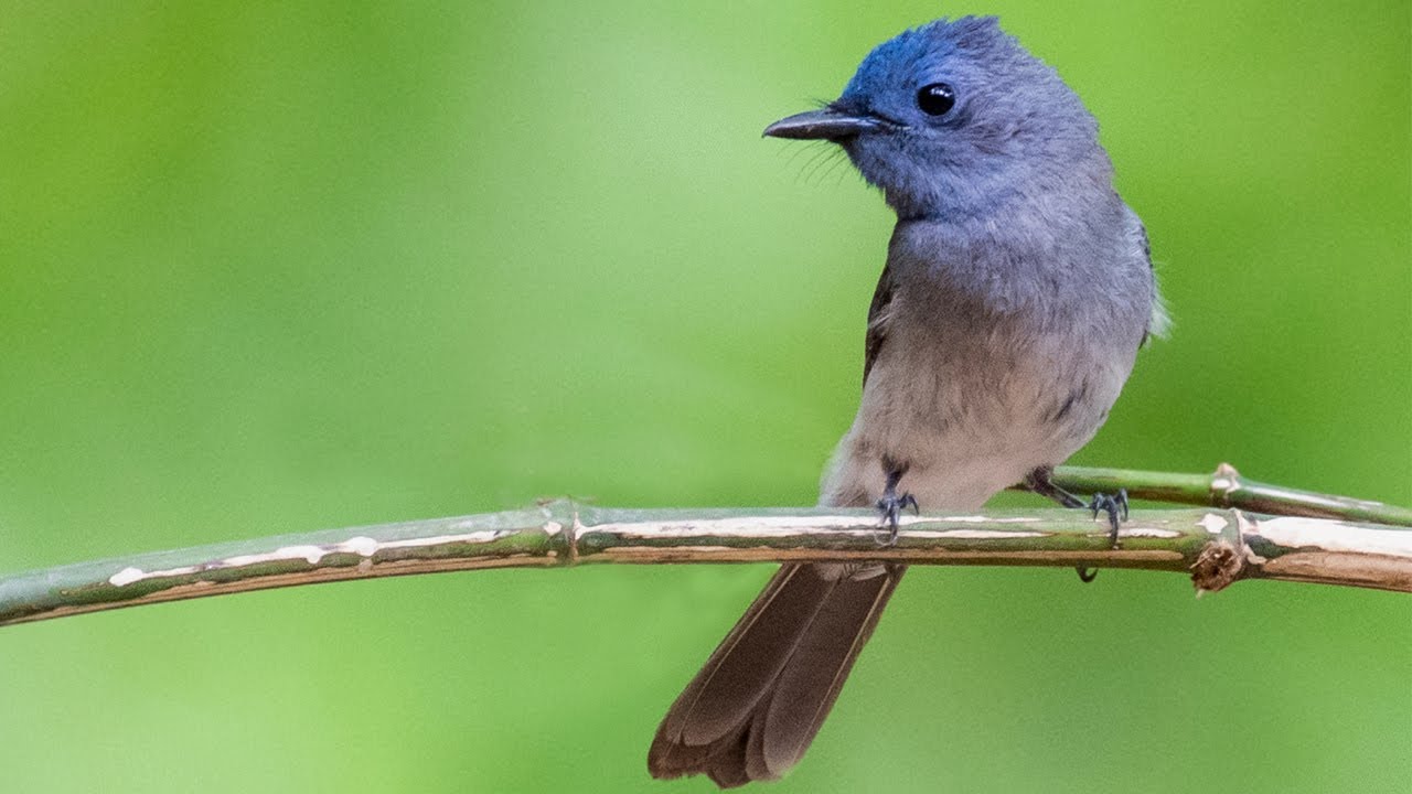Monarch Call  | Black naped Monarch Song | Black naped Monarch Sound | Bird Song | Bird Call |