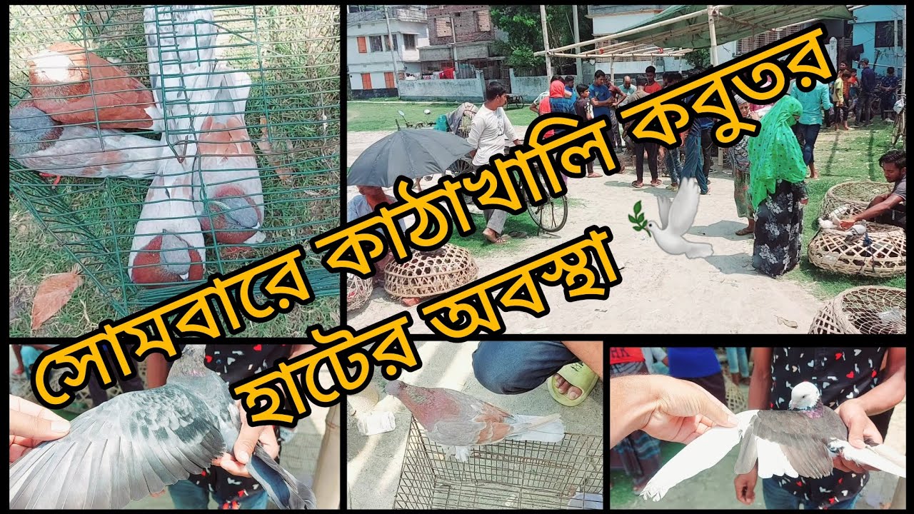 রাজশাহী লোকাল গিরিবাজ কবুতরের দাম জানুন কাঠাখালি হাট থেকে|| #masteragrobd #kathakhali_hat_rajshahi
