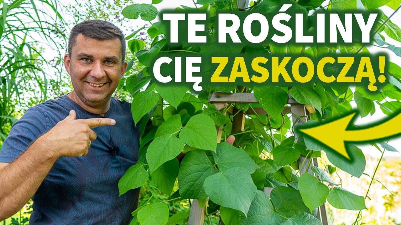 Najpiękniejsze rośliny w moim ogrodzie. Rarytasy do ogrodu. Rośliny które Cię zaskoczą #jesień
