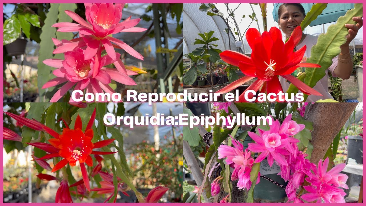 Como Reproducir el Cactus Orquidia:Epiphyllum