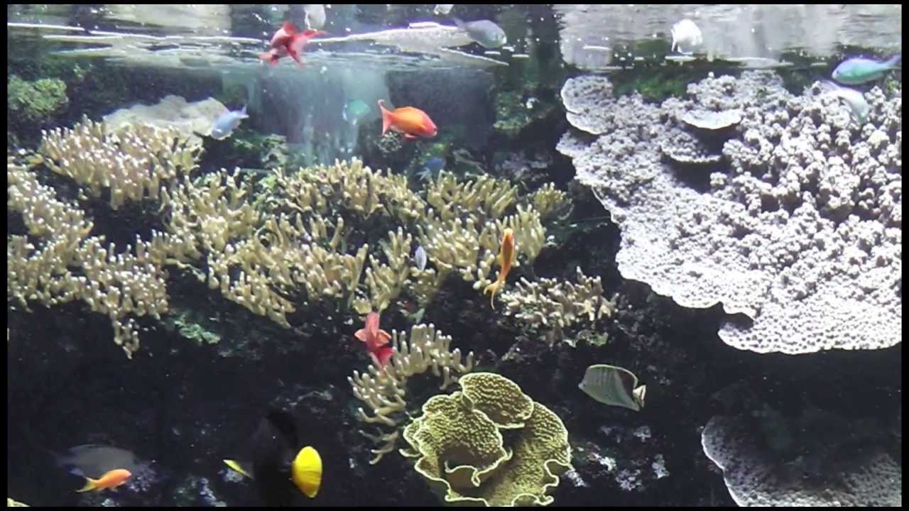 Musée Océanographique de Monaco