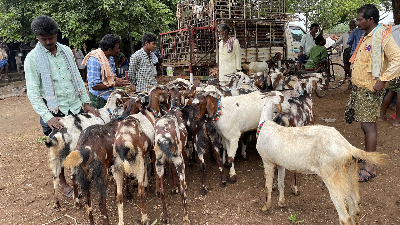 Vinukonda goat market | Monday goat market