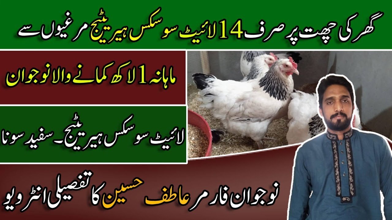 Light Sussex Heritage chicken farming in Pakistan - لائیٹ سوسکس ہیرہٹیج Light Sussex F1 Breed