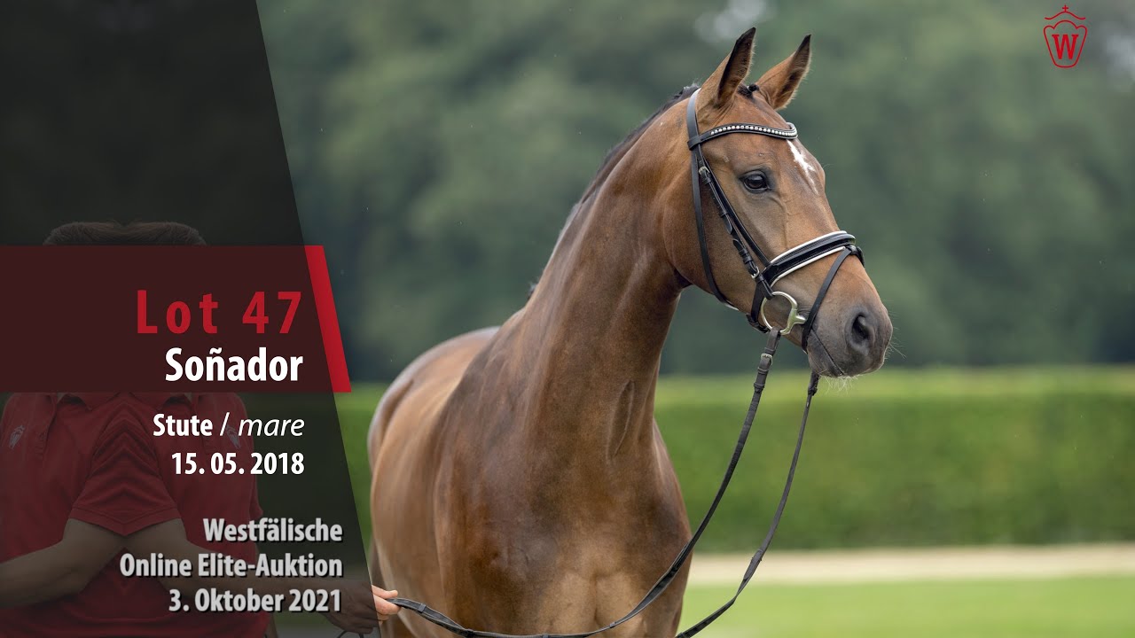 Online Elite-Auktion Lot 47 So&ntilde;ador Stute v. Sir Heinrich - F&uuml;rst Piccolo