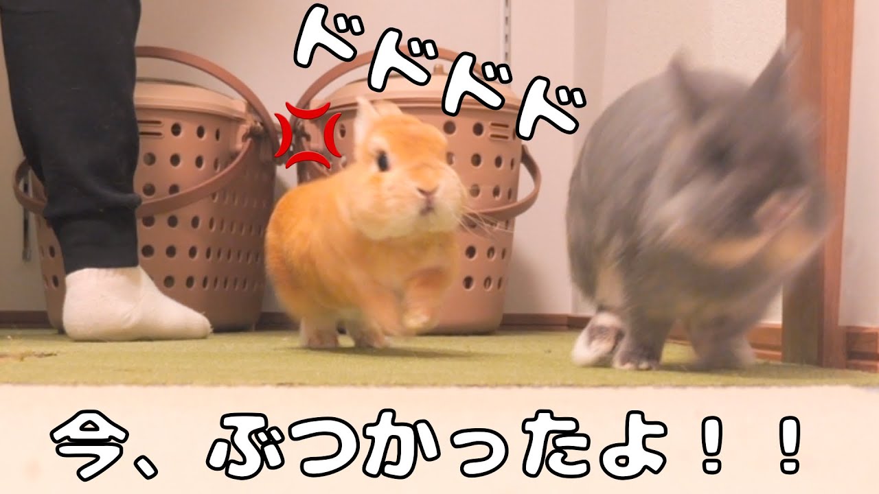 空腹時にミミがぶつかってきて温厚なムギが怒った瞬間がこちら【No.1089】