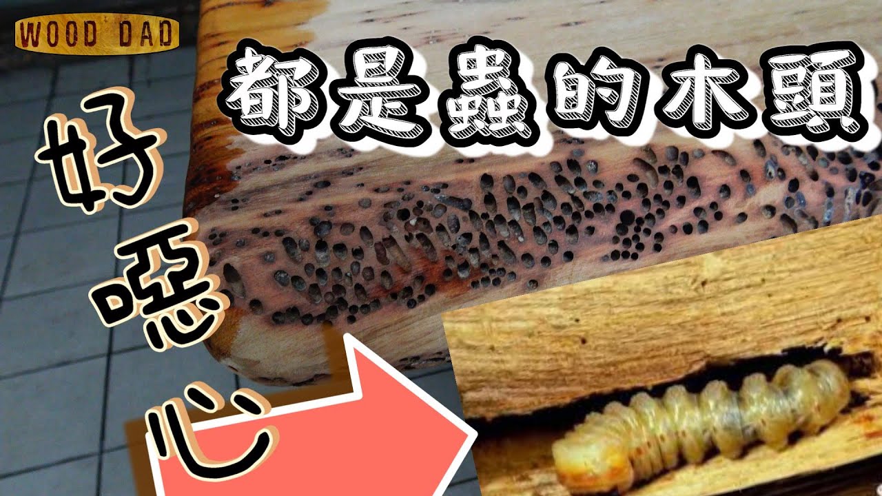 🌳蛀洞風化板🐛整理後💎漂亮有價值👍香噴噴的🙏台灣Taiwan香樟木~值得收藏【#木頭爸 Wood dad】