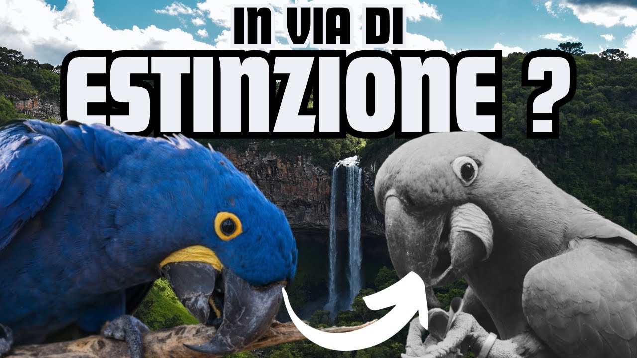 ARA GIACINTO - Il più GRANDE al MONDO, ma in VIA di ESTINZIONE ?