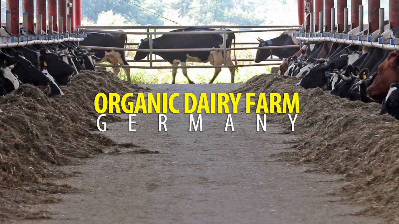 Organic Milk in Germany on a 50 unit Rotary - (Biolandbetrieb mit 50er Au&szlig;enmelkerkarussell)