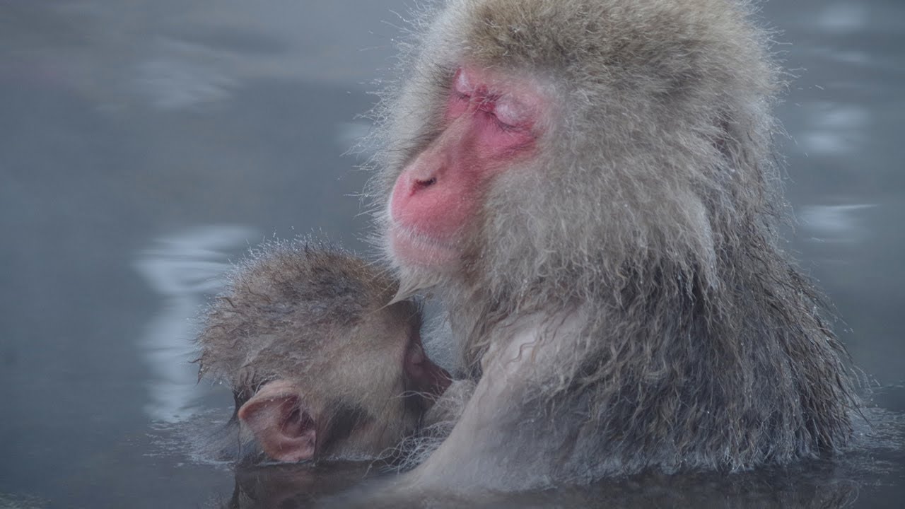 温泉ザルに外国人「クール！」長野県地獄谷野猿公苑