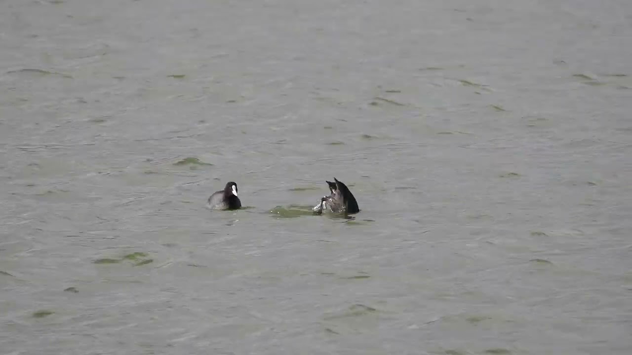 Eurasian coot / lyska černá