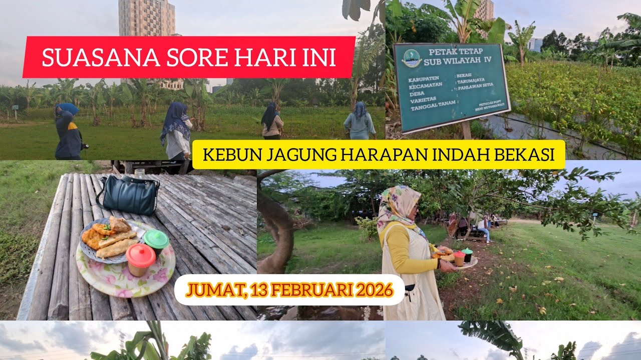 SUASANA SORE HARI INI DI KEBUN JAGUNG HARAPAN INDAH BEKASI