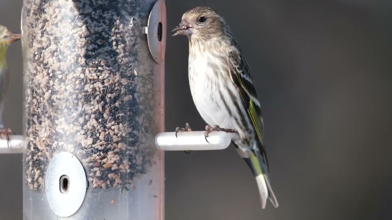 Pine Siskins 02/14/25 Sandusky, Ohio, Erie County.