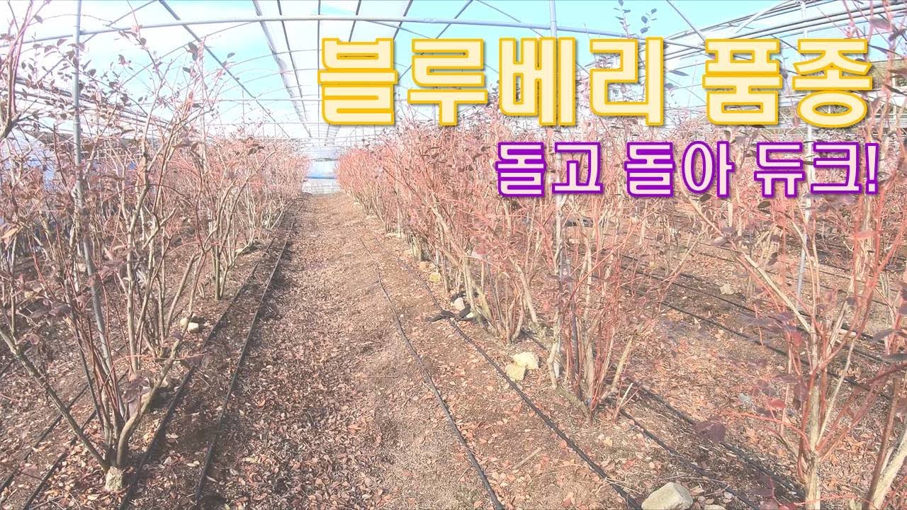 돌아돌아듀크