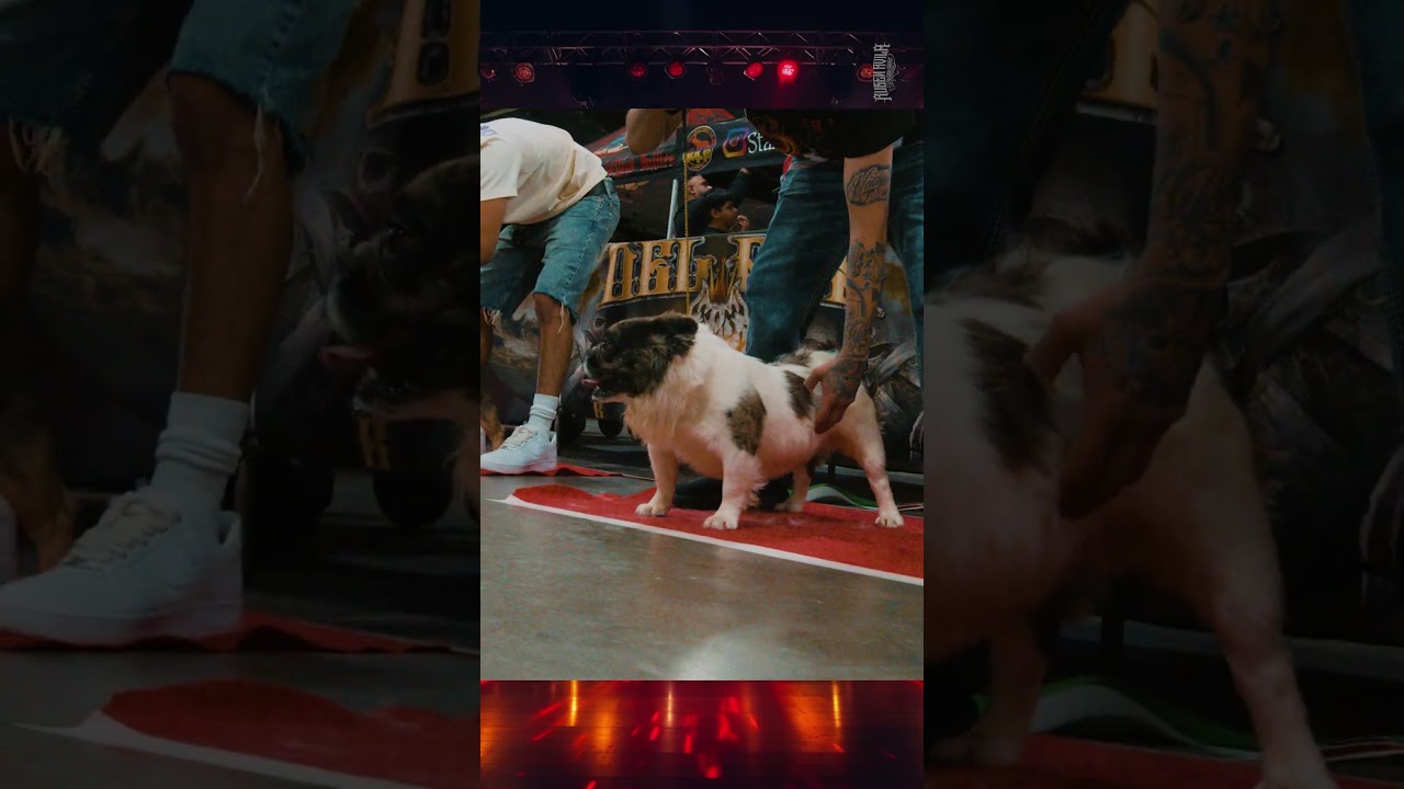 Merle French bulldogs competing in the ring at The Show hosted by Del Rey Bullies & Gutierrez Bullys