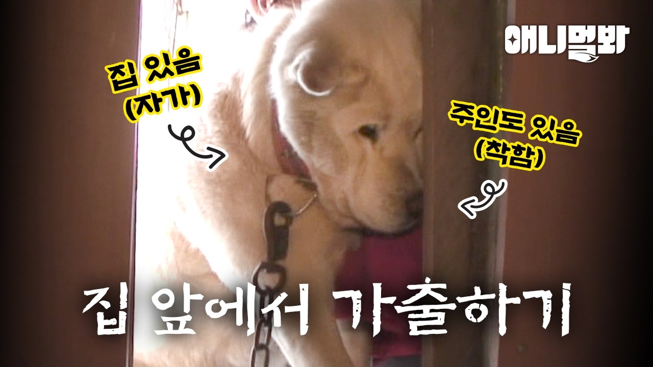 가출했습니다. 바로 집 앞에서 ㅋ (문제가 될까요?) I A Dog Who Is Not Going Home But Is At Home (?)