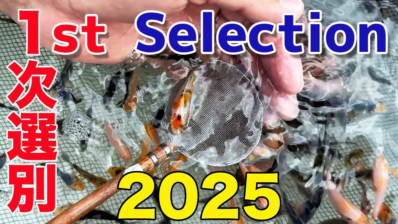 【錦鯉】第一選別  First  Selection  2025【Koi】