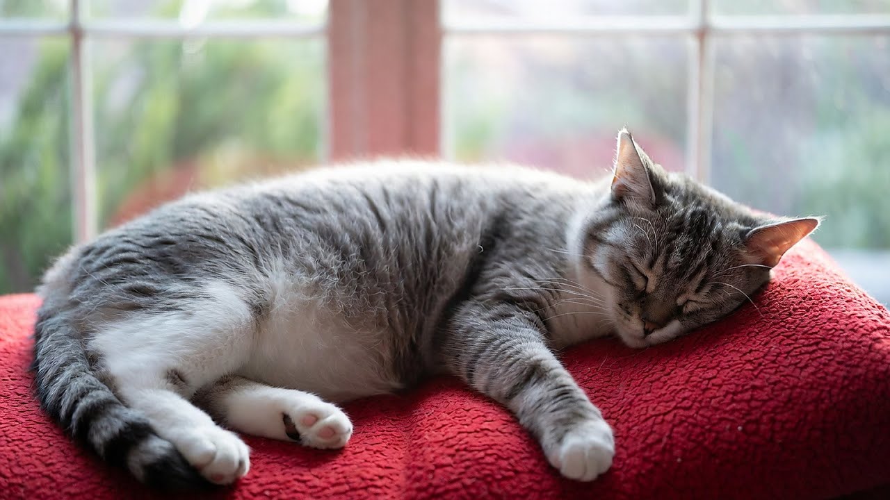 LIVE Relaxing Cat Sleep Video for Night Relaxation 😴 | Season 20
