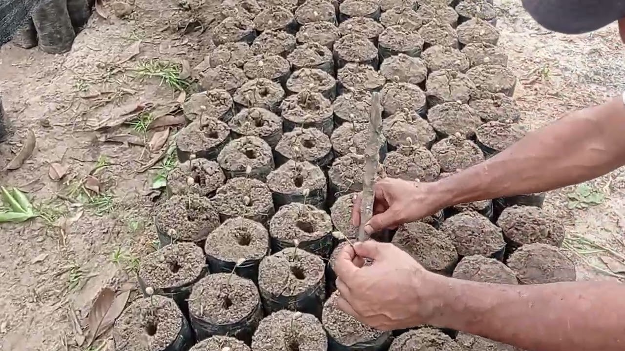 cómo y cuando hacer el transplante de las chapolas de café