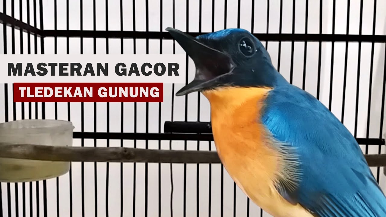 Suara Tledekan Gunung Jantan GACOR Nembak Ngerol ‼️ MASTERAN MURAI BATU TROTOL PAUD BAHAN agar EMOSI