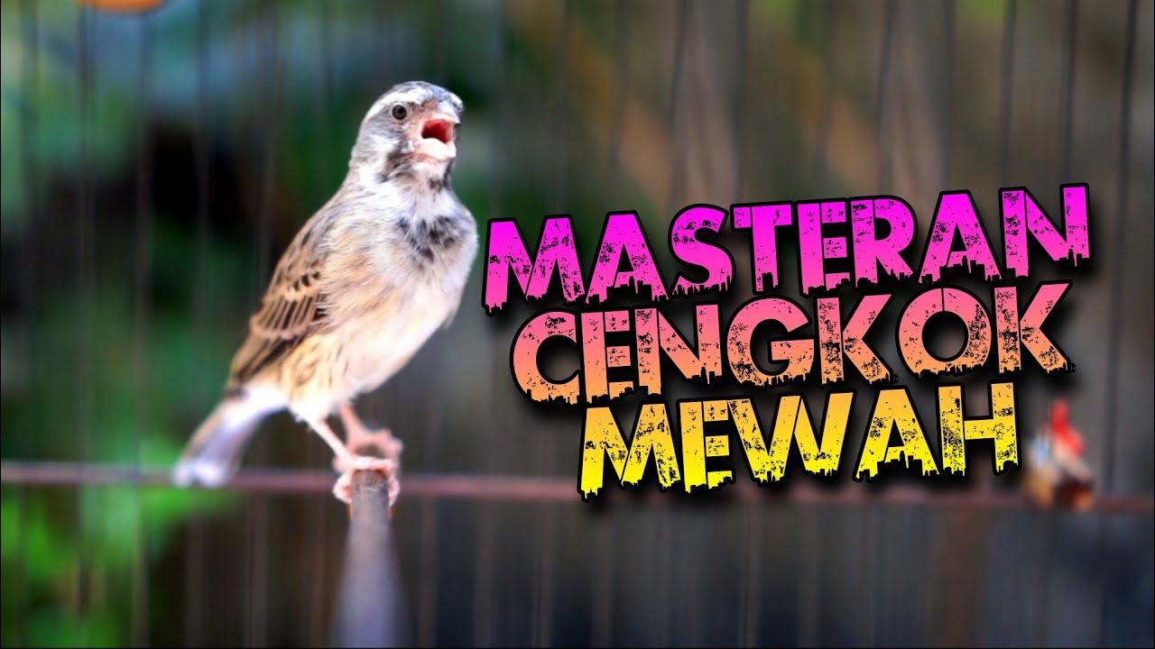 BLACKTHROAT GACOR SUARA JERNIH UNTUK MASTERAN KENARI #92