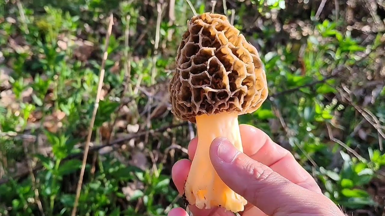 Colmenillas. La primavera comienza ya. Setas 2025