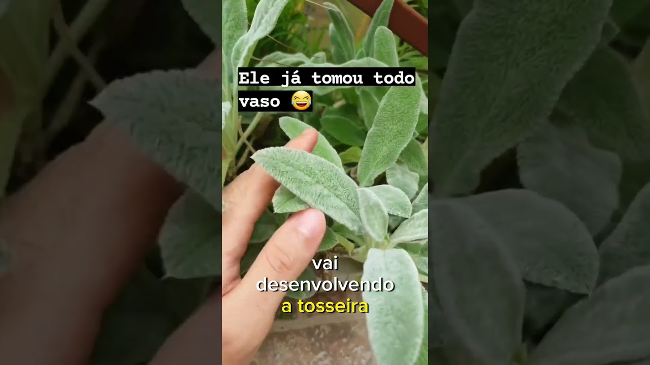 PEXINHO DA HORTA - APRENDA A CUIDAR DESSA MARAVILHA PANC. #peixinho #horta #hortaemcasa #plantas
