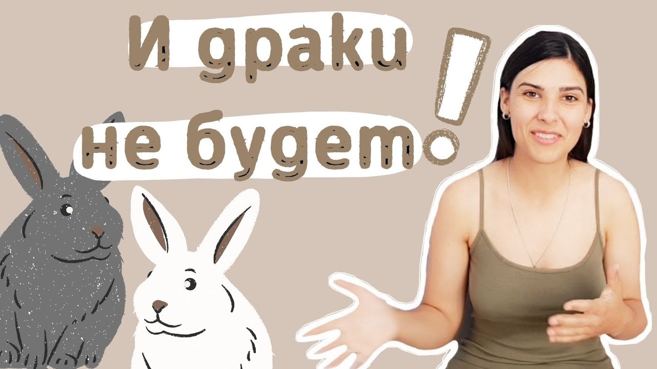 Как познакомить декоративных кроликов без драк? Как выбрать пару декоративному кролику?