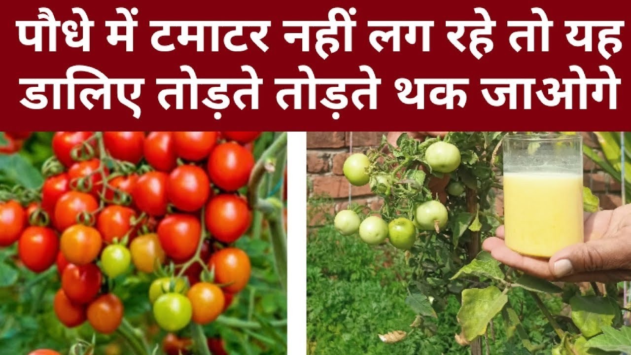 पौधे में टमाटर नहीं लग रहे तो यह डालिए तोड़ते तोड़ते थक जाओगे पूरा पौधा टमाटर से भर जाएगा#fertilizer