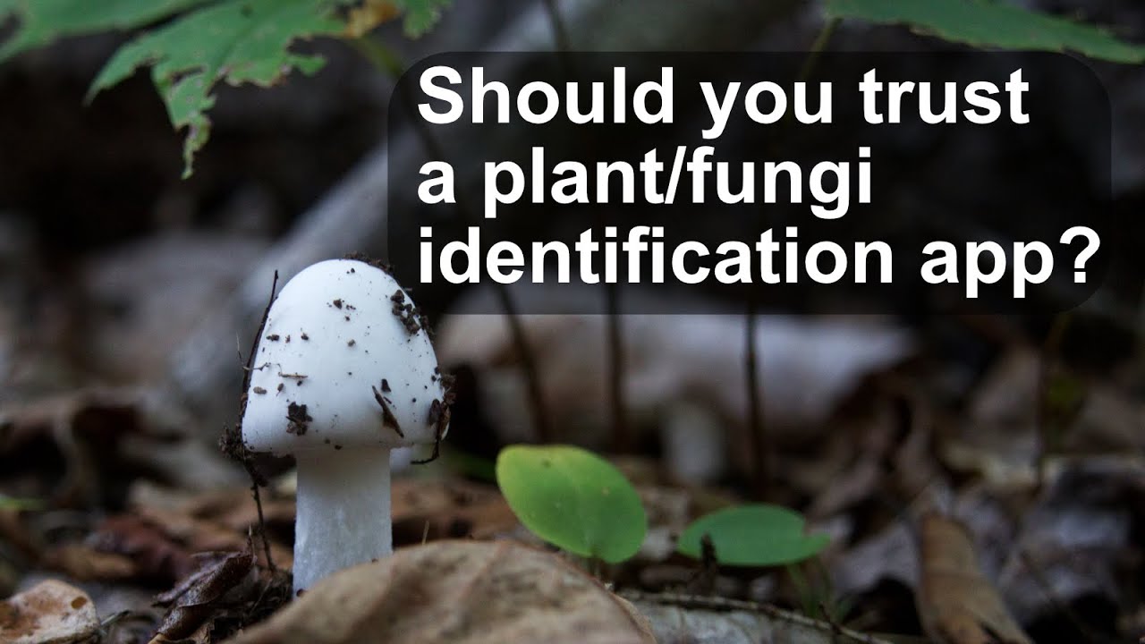 Are Plant/Fungi Identification Apps Reliable: iNaturalist (Seek) #idapp #foraging #inaturalist