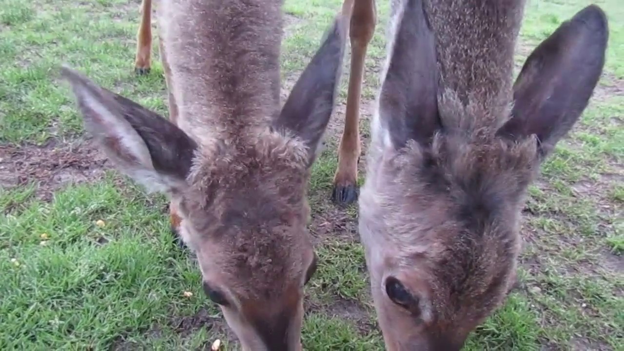 Ep 5:  Feeding my deer friends-Springtime:-) May 2017