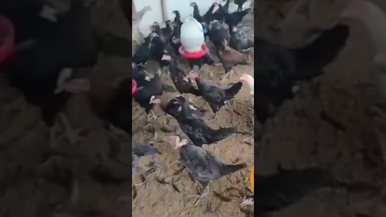 harus sabar dan telaten dalam mengurus ayam kampung#shortvideo #usahaternakayam #fyp