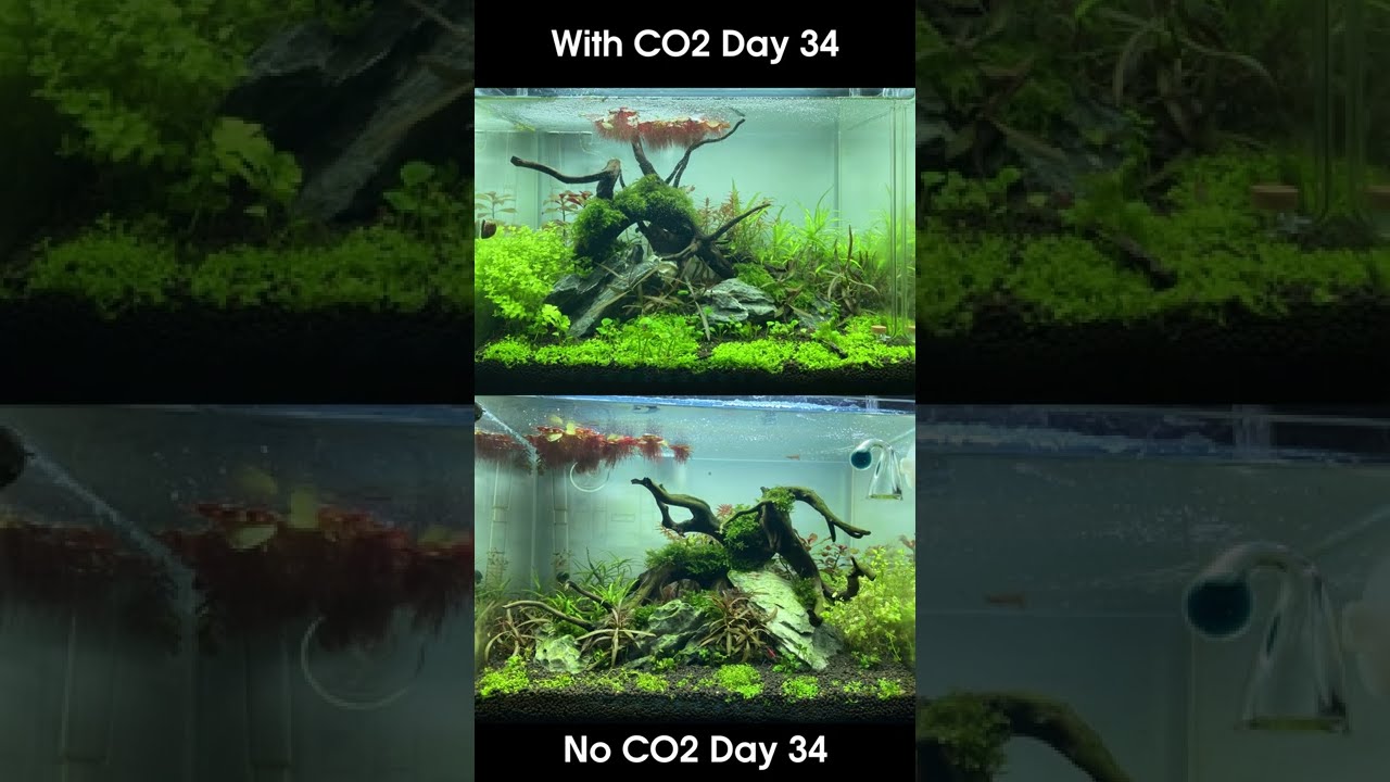 THE DIFFERENCE CO2 MAKES IN A PLANTED TANK #shorts