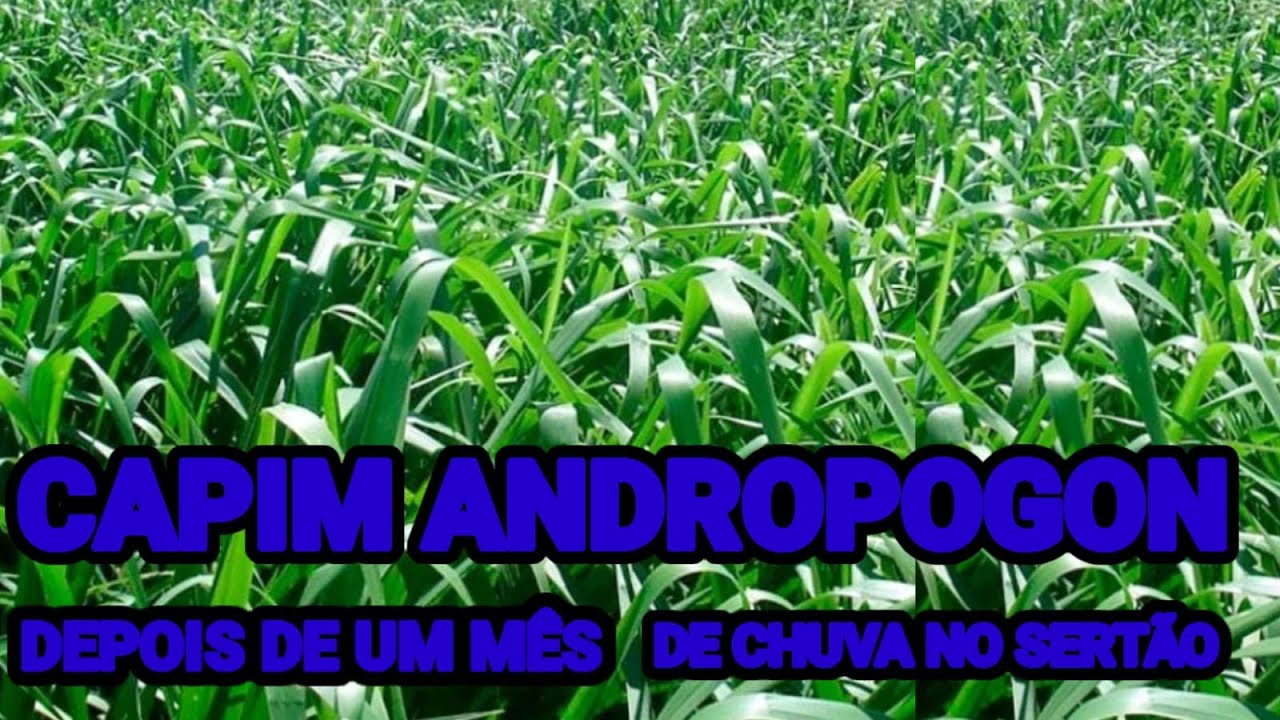 CAPIM ANDROPOLO MUITO RESISTENTE A SECA NO SERTAO